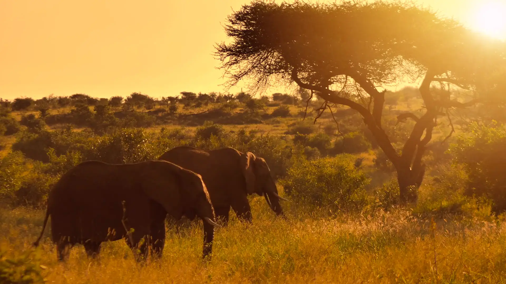 Two elephants graze through golden grass beneath a backlit flat-topped acacia in low evening sun.
