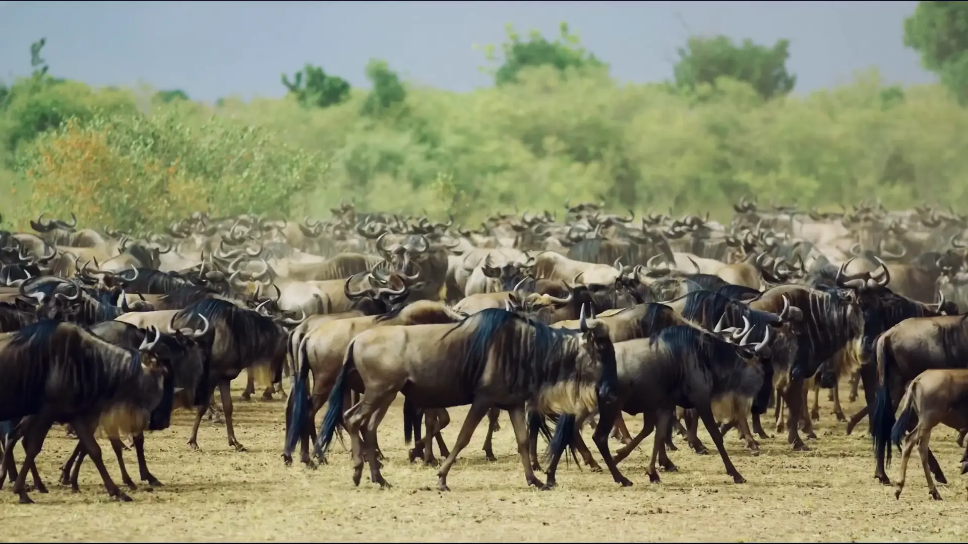 A great herd of wildebeest massing beside riverside bush during the migration