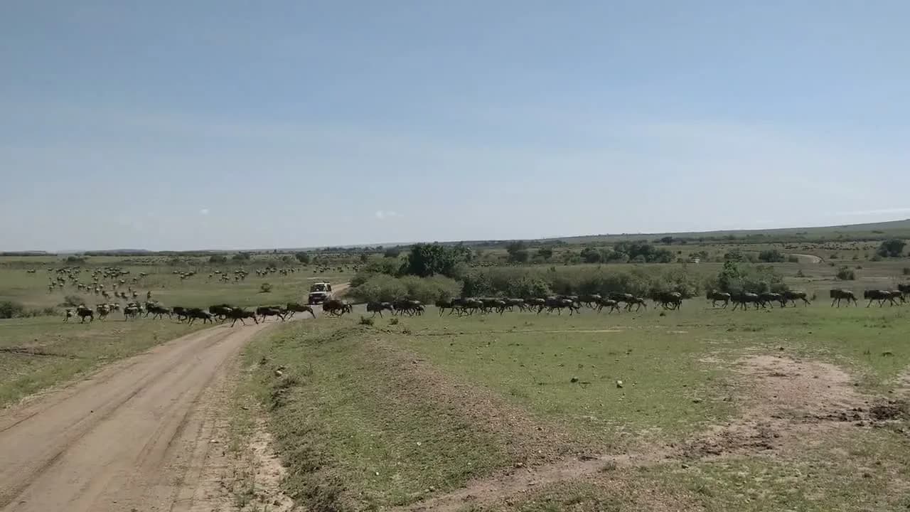 Wildebeest herds crossing a track in the Maasai Mara
